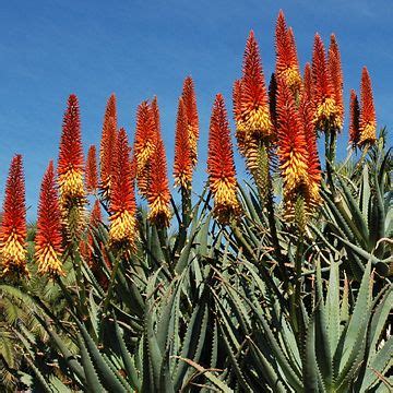 Thumb links under the examples column will take you to the species shown. Aloe 'Tangerine | Desert plants, Desert garden, Desert ...