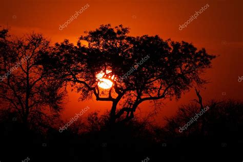 Savanna Sunset — Stock Photo © Ecopic 3111301