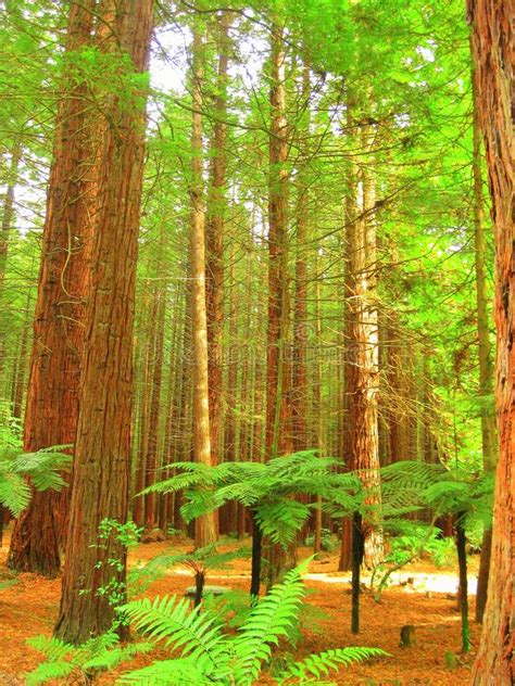 Redwood Trees Forest Stock Image Image Of Redwood Rays 133053563