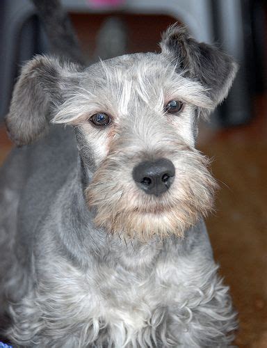 Grey Cesky Terrier Breed Dog With Images Dogs Terrier Breeds Terrier
