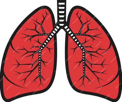 Premium Vector Vector Image Of Lungs Image Of Human Organ Isolated On