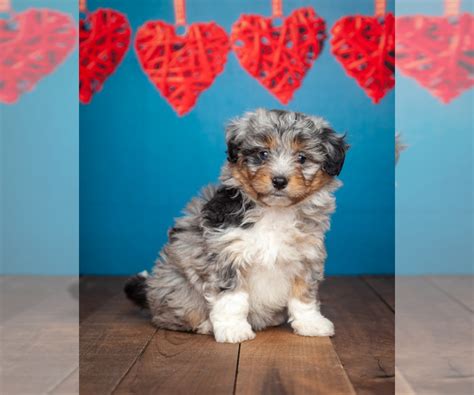 View Ad Australian Shepherd Poodle Miniature Mix Puppy For Sale Near