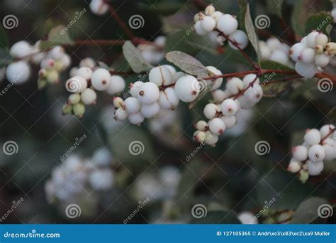 White Berries On The Symphoricarpos Albus Plant Also Known As The