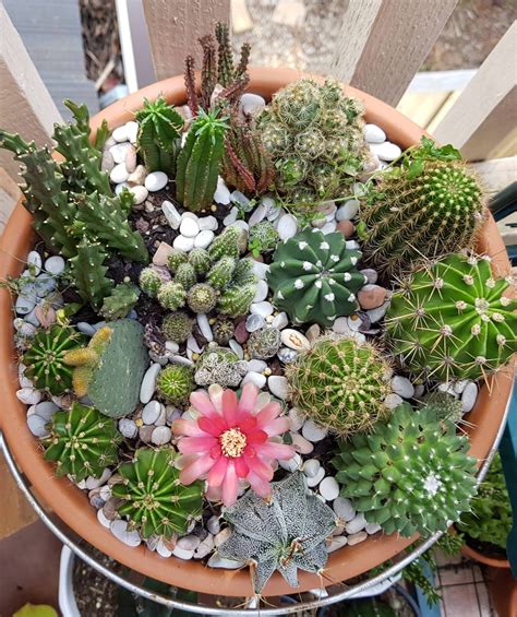 Proud to offer 1000s of succulent care articles small garden of cactus, succulent, haworthia, aloe and sedums in 6 earth tone ceramic container. Cacti pot with flowering cacti FINALLYYYY! : succulents