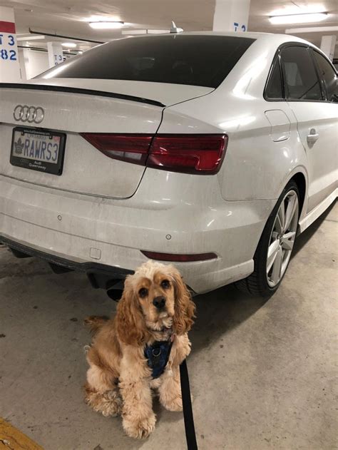 Mans Best Friends Audi