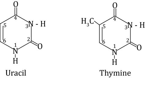 Thymine Is Sri Chaitanya Infinity Learn Best Online Courses For Ncert Solutions Cbse Icse