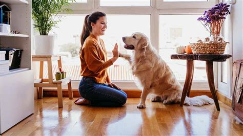 磊 Adiestramiento Canino Positivo Consejos Útiles