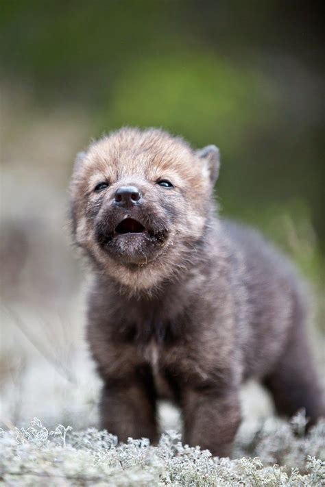 15 Photos Of Adorable Howling Wolf Pups Will Make Your Day Baby