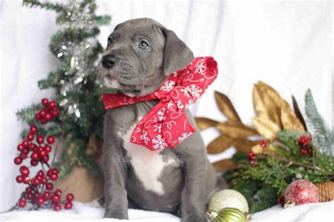 Legacy Danes Great Dane Puppies For Sale Born On 11082019