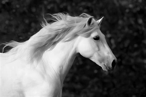 Nobilangelo Photo Beautiful White Horse