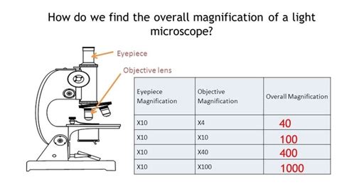 Microscope Total Magnification Micropedia