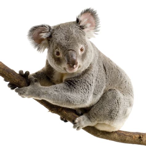 Koala Png Transparent Image Download Size 500x500px