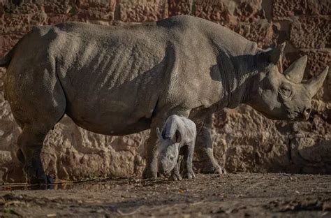 Chester Zoo Welcomes Birth Of Black Rhino One Of The Worlds Rarest