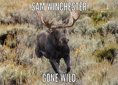 Supernatural Meme Funny Moose Moose Pictures Moose Hunting