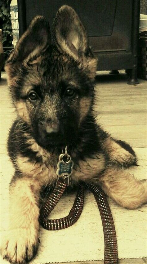 What A Pretty Little Baby German Shepherd Puppy Everything You Want To