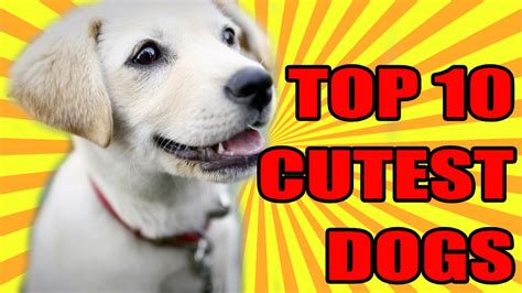 Top 10 Cutest Dogs Youtube