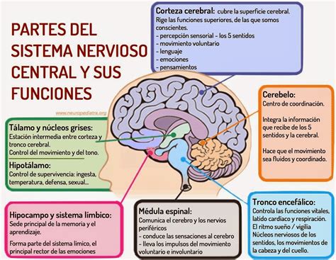 Cerebro Su Estructura Y Funciones