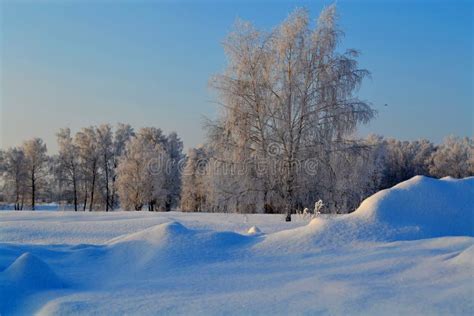 De Winter In De Steppe Stock Foto Image Of Berken Sneeuw 32312452