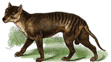 Man claims to have captured thylacine extinct since 1936 on camera in his south australian backyard it was posted online by the thylacine awareness group of australia thylacine became extinct in 1936 when last animal died at hobart zoo Tasmanian tiger believers share images of sightings