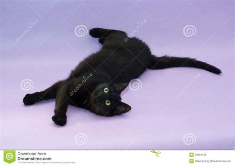 Black Cat With Yellow Eyes Lying On Purple Stock Image