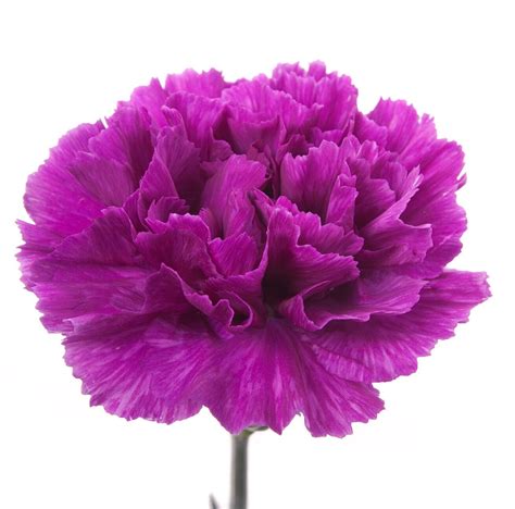 Fuchsia Carnation Purple Carnations Types Of Purple Flowers Carnations