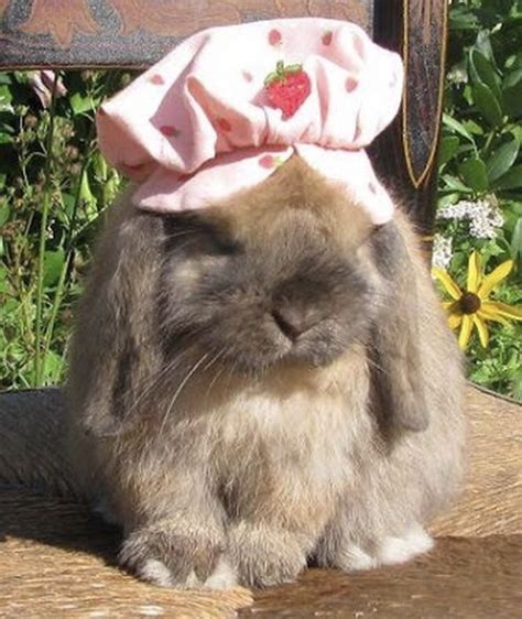 Animals And Pets Funny Animals Pink Animals Funny Bunnies Tier