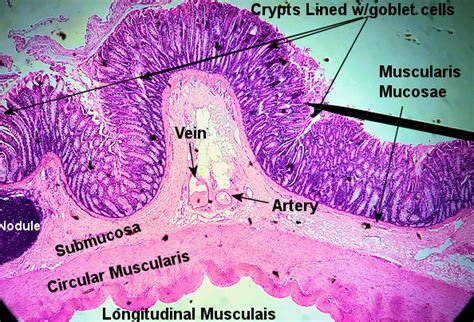 Colon Histology Slide With Labeled Diagram Anatomylearner The