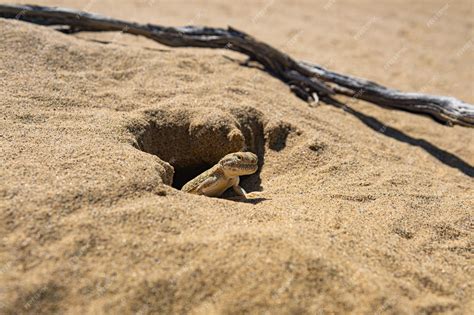 Premium Photo Portrait Of Desert Lizard Toadheaded Agama