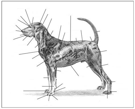 External Anatomy Canine 1 2 Diagram Quizlet