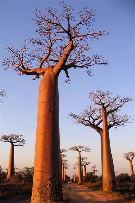 Baobabs Trees Madagascar Baobab Tree Beautiful Tree Baobab