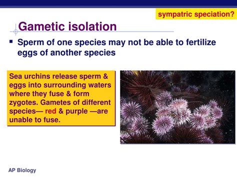Ppt Speciation Powerpoint Presentation Free Download Id 2647678