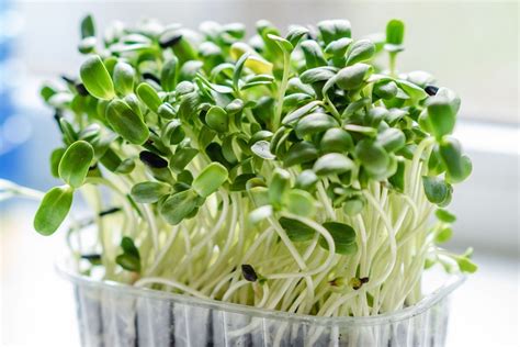 Growing Microgreens Thrive
