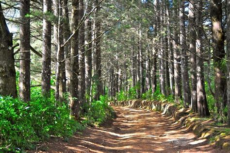 Parque Nacional Montecristo Tree Tree Trunk Travel