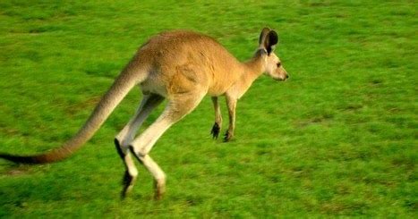 Mengenal Hewan Kangguru Kanguru Hewan Berkantung Khas Australia