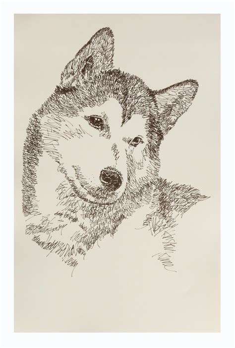 Siberian Husky Dog Portrait By Stephen Kline Drawdogs By Stephen