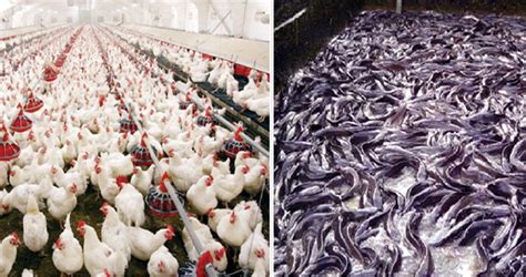 Poultry Fish Farmers Losses Grow As Hotels Others Remain Closed