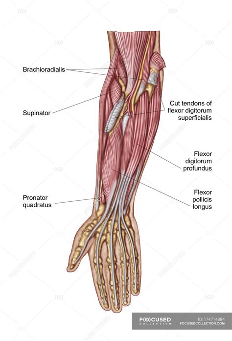 Anatomy Of Human Forearm Muscles With Labels — Stock Photo 174714884