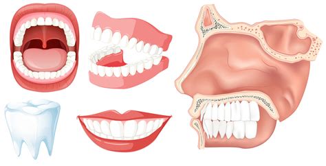 a set of human teeth 302461 vector art at vecteezy