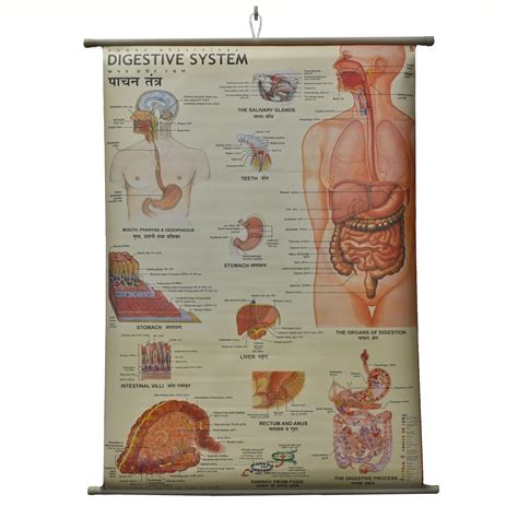 Buy Digestive System Thick Laminated Primary Chart Wall Chart Sexiz Pix