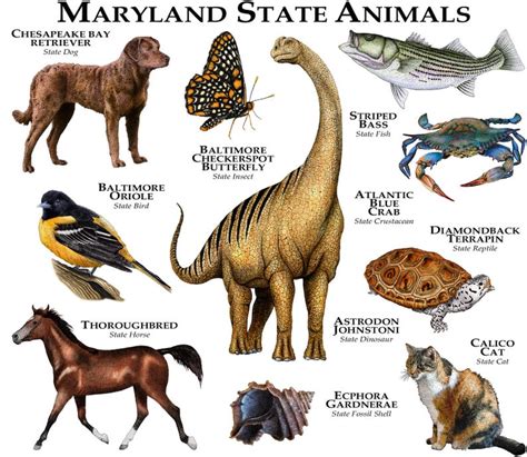 Maryland State Animals Poster Print Etsy