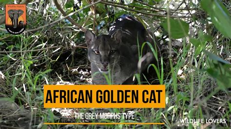 African Golden Cat Youtube