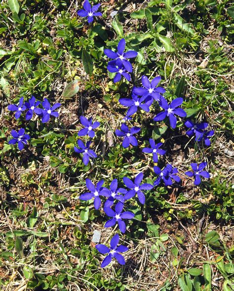 Spring Gentian Flowering In The Alps Stock Image B5300031