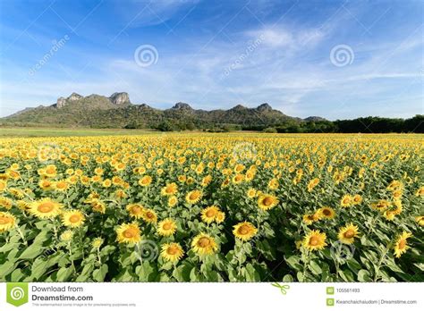 Beautiful Sunflower Fields With Mountain Background Stock Image Image