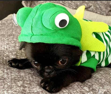 Frog Dog Costume For Halloween St Patricks Day Or Parties Etsy Uk