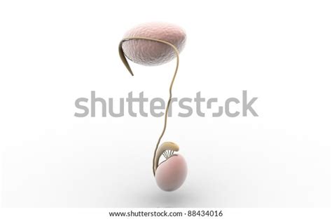 3d Rendered Testicles Isolated On White Stock Illustration 88434016 Shutterstock
