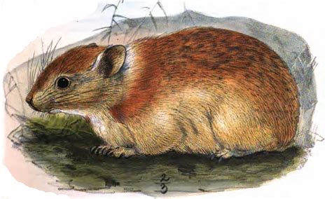 Afghan Pika Wikipedia