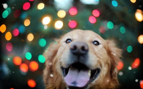 Golden Retriever Puppies Christmas Wallpaper Golden Retriever Dogs