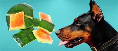 Can Dogs Eat Watermelon Rind The Benefits And Drawbacks