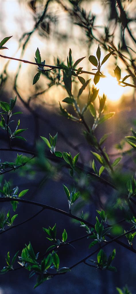 Apple Iphone Wallpaper Nb88 Flower Tree Sunset Nature