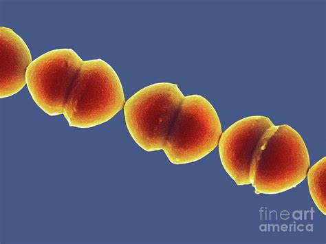 Enterococcus Sp Bacteria Photograph By Dennis Kunkel Microscopy